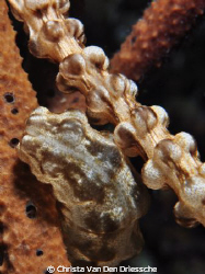 Sea cucumber in coral by Christa Van Den Driessche 